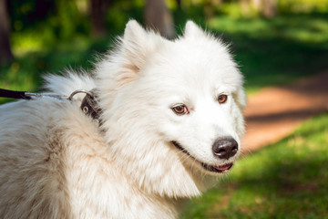 Funny white Samoyed husky dog in the park.