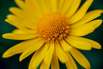Chamomile flower with blurred background.