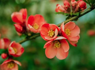 Spring flowers with blurred background.