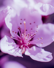 Spring flowers with blurred background.