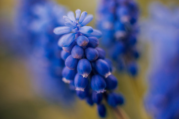 Spring flowers with blurred background.