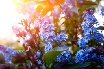 Obraz na płótnie Canvas Spring flowers with blurred background.