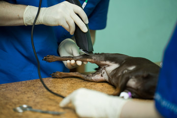 vet shave the dog prior to surgery on leg