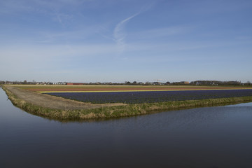 Dutch flower fields