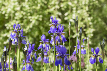 Blue Iris flowers and dew drops.