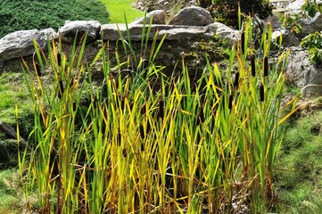 Reeds in garden