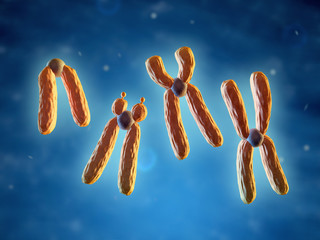 Classification of chromosomes
