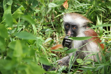 Fototapeta na wymiar Monkey in Jozani forest, Zanzibar attractions.