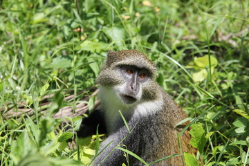 Monkey in Jozani forest, Zanzibar attractions.