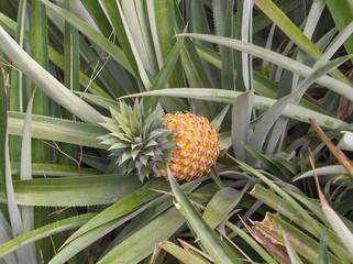 Obraz premium ANANAS POLYNESIEN
