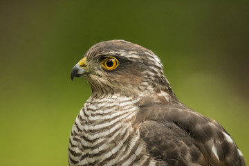 Sparrow-hawk