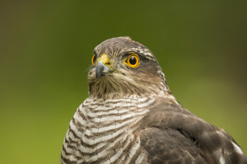 Sparrow-hawk