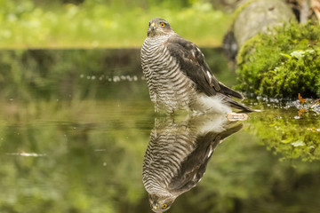 Sparrow-hawk