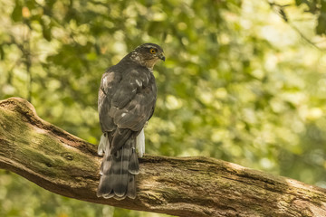 Sparrow-hawk