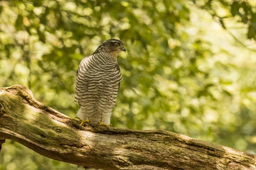 Sparrow-hawk