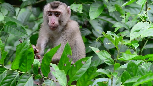 Naughty monkey looking and playing with photographer.
Relationship of monkey family,Northern pig-tailed macaque ( Macaca leonina ) ,Khao Yai national park,Thailand.
