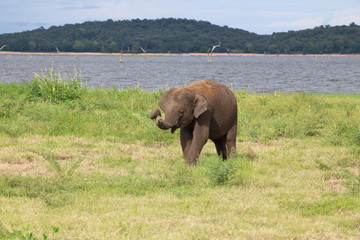Fototapeta premium Kaudulla Elephant 7