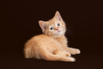 Cat. Young red british kitten on dark brown background
