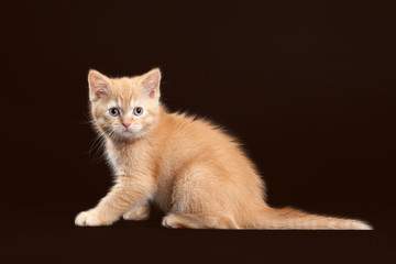 Fototapeta na wymiar Cat. Young red british kitten on dark brown background