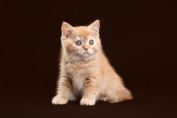 Obraz na płótnie Canvas Cat. Young red british kitten on dark brown background