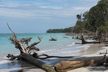 Dead trees on the beach at Punta Manzanillo, Costa Rica