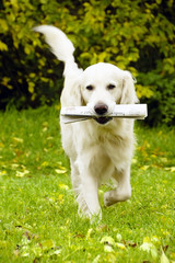 Dog golden retriever with newspaper like a concept of news 