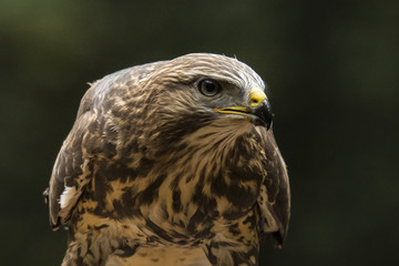 Hawk