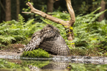 Hawk