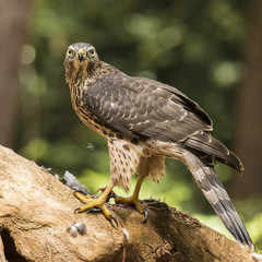 Hawk