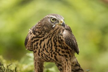 Hawk