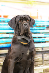 Neapolitana Mastino Close-up