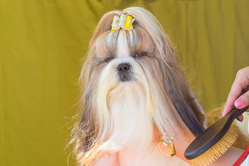 Haircut dogs professional master