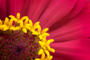  red zinnia flower