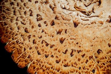 Parasol mushroom cap texture. Abstract background