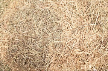 Dry straw as a background