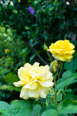 Obraz na płótnie Canvas beautiful yellow rose blooming in garden