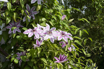 Obraz premium Pink Flower Clematis with White Edge.