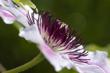 Fototapeta premium Pink flower clematis in macro view of pistils.