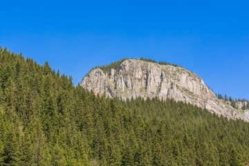 Pine trees on mountain rocks in Cheile Bicaz, Transylvania, Romania