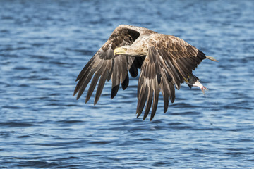 Naklejka premium White Taile Eagle