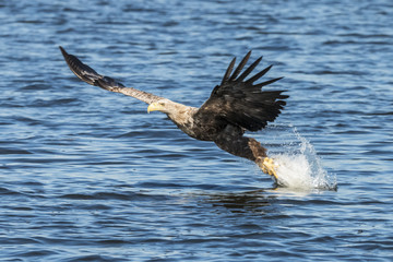 White Taile Eagle