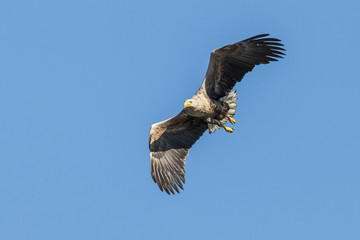 White Taile Eagle