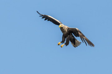 White Taile Eagle