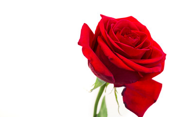 Fresh red flower isolated on white