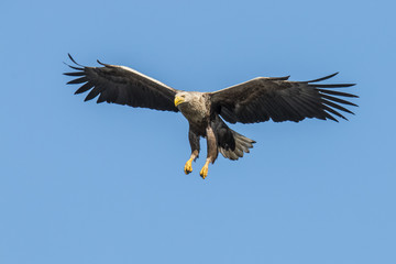 White Taile Eagle