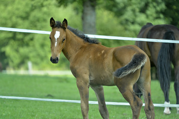 Fototapeta premium Junges Fohlen mit Mutter auf der Weide