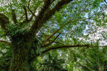 Big Tree on Sky background