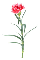 carnation flowers close up on background.