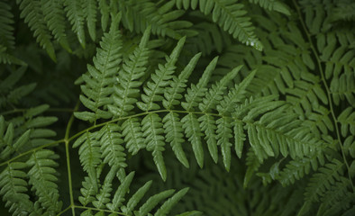 Large composite green leaf on a branch.