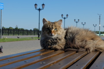Кот на скамейке